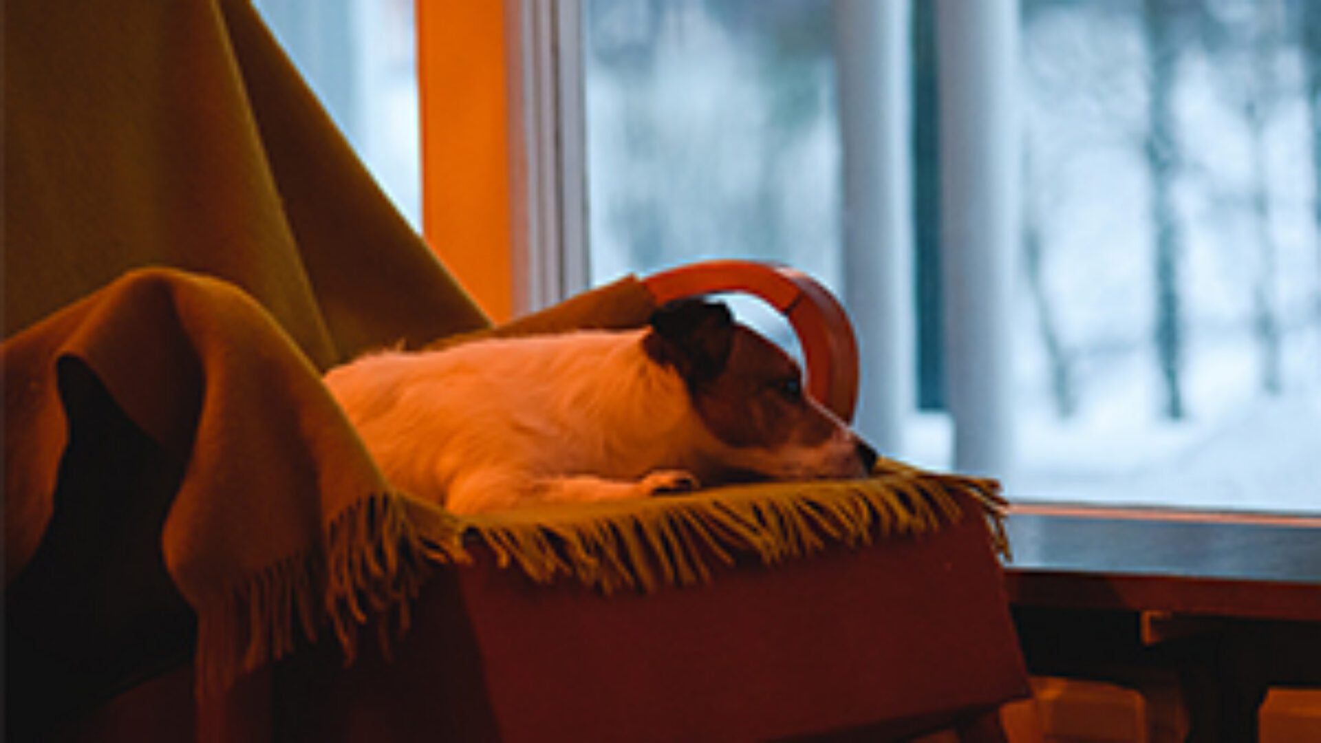 dog with winter blues
